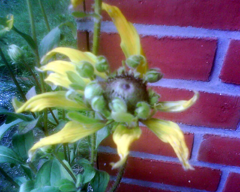 Sonnenhut im Sonnenhut.jpg