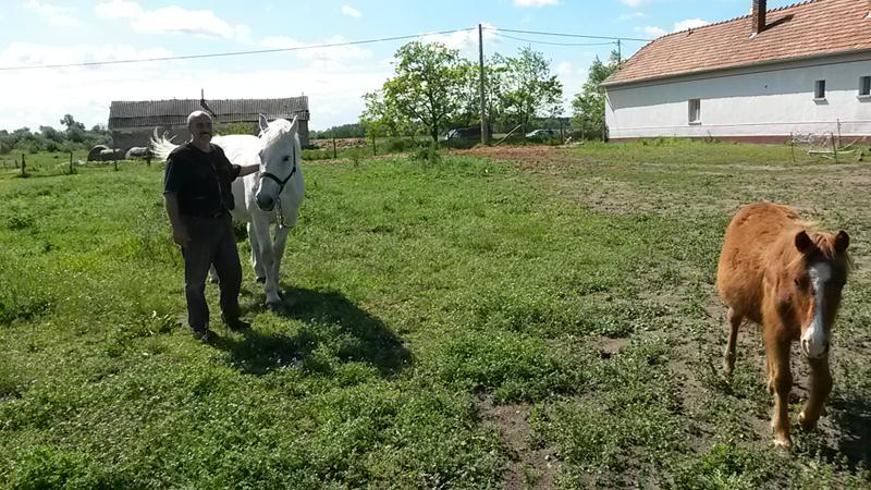 Pferd und Pony