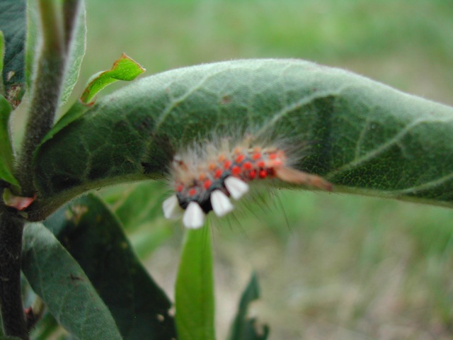 schlehen bürstenspinner orgyia antiqua.JPG