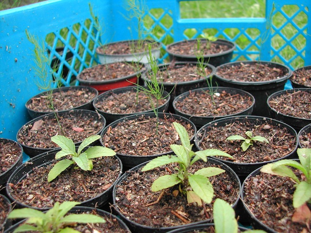 Getopfter grüner Spargel