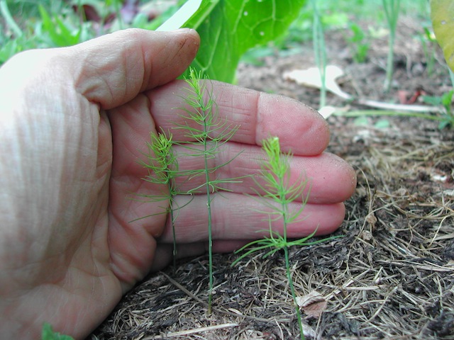 Grüner Spargel im Beet