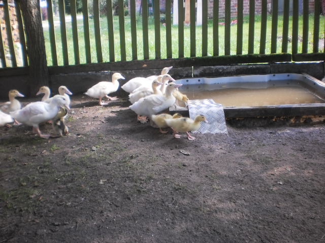 Entenküken