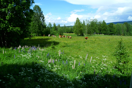 Vor Jahren aufgenommen: Ein Blick von der Veranda seitlich in die Landschaft