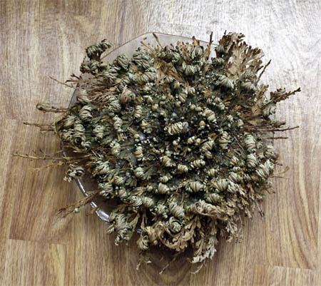 Rose von Jericho - aufgeblüht.jpg