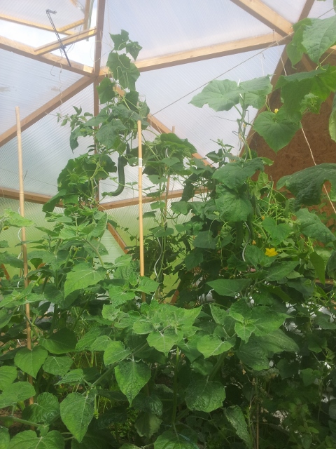 2016-06-30 10.24.08 (480x640).jpg