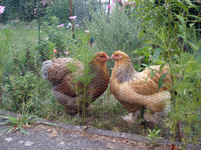 Hühner.JPG