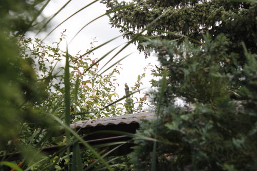 Gruenspecht_fern.jpg