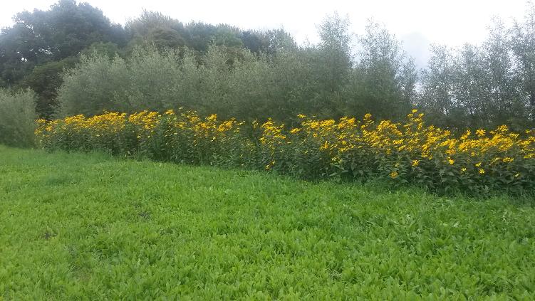 weidenhecke.JPG