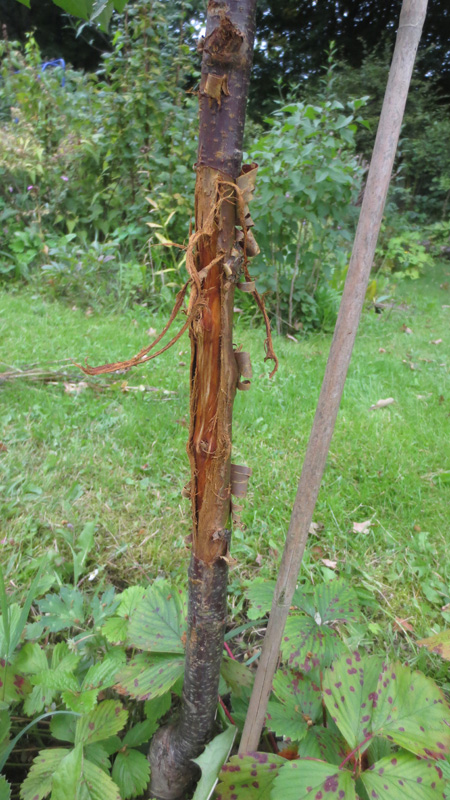 Verbiss an junger Sauerkirsche