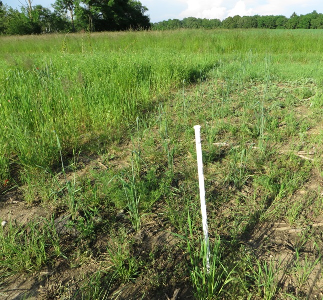 Getreideumpflanztechnik