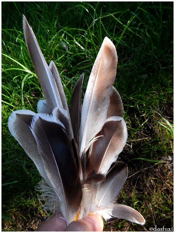 Für eine Handvoll Federn