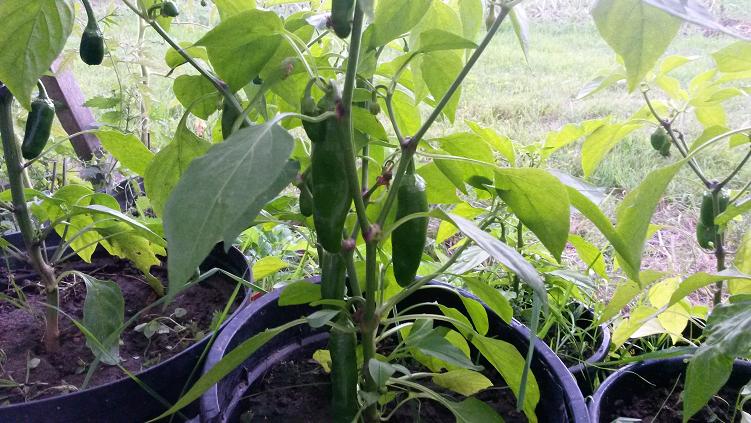 chilli.JPG