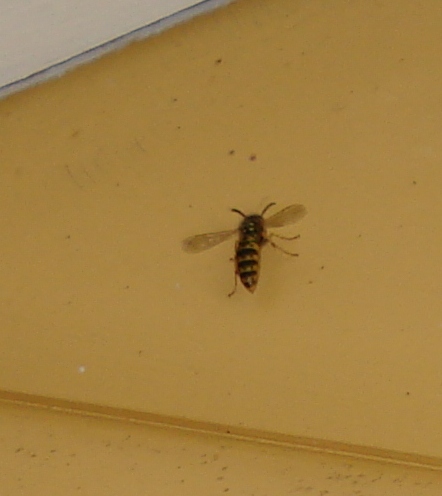 Biene Nahaufnahme.jpg