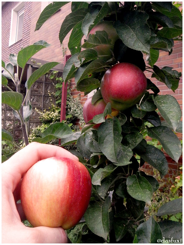 Verbotene Frucht
