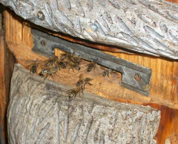 K640_bienen.JPG