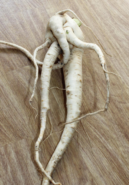 unfoermige_Pastinake.jpg