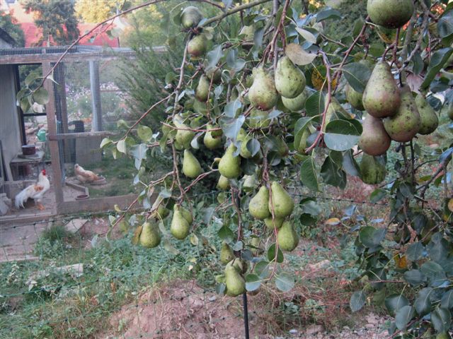 Pastorenbirne