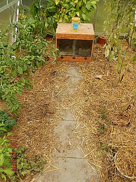 Terrarium im Gewächshaus