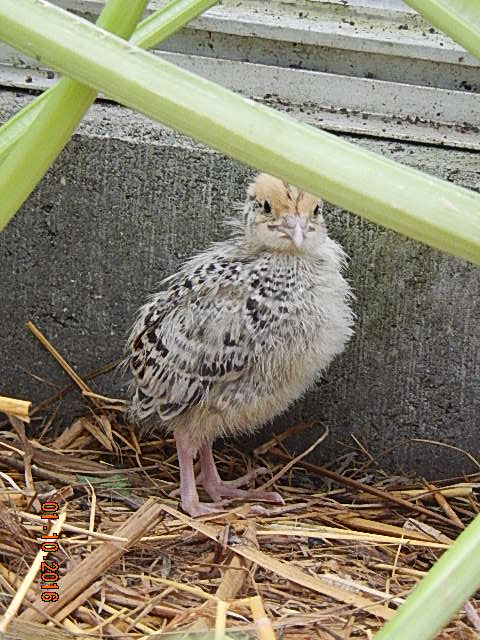 DSCN6561.JPG