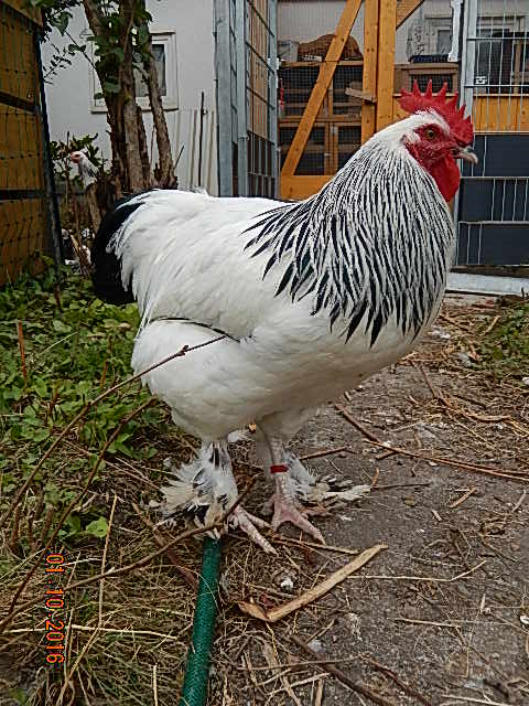 Unser Gockel Konstantin