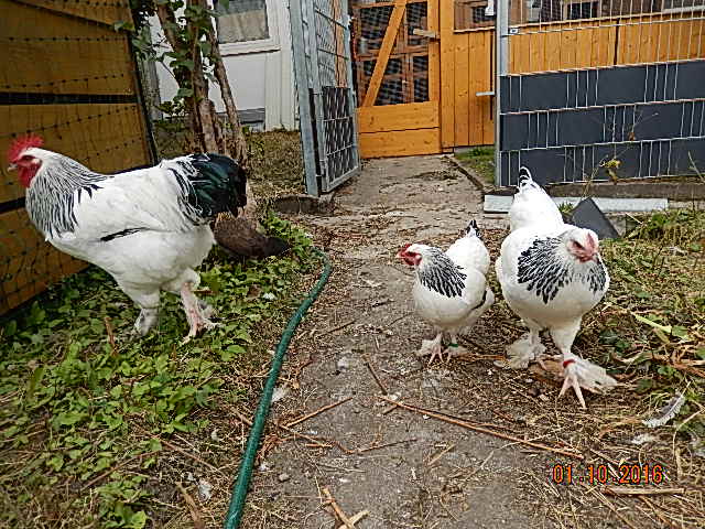 links: Konstantin<br />mitte: Zwergsundheimer Henne<br />rechts: Sundheimer Henne