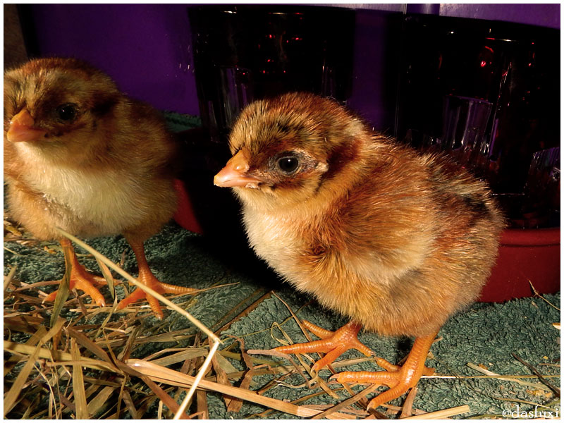 Spieglein, Spieglein an der Wand, wer ist die flauschigste im ganzen Land?