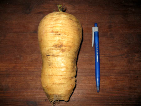 Fette Pastinake.jpg