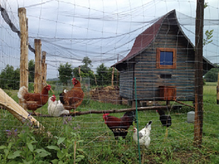 Hühnerhaus mit Anstrich.jpg