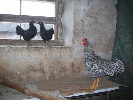 Amrock und Augsburger.JPG