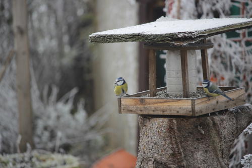 Vogelhaus-im-Winter.jpg