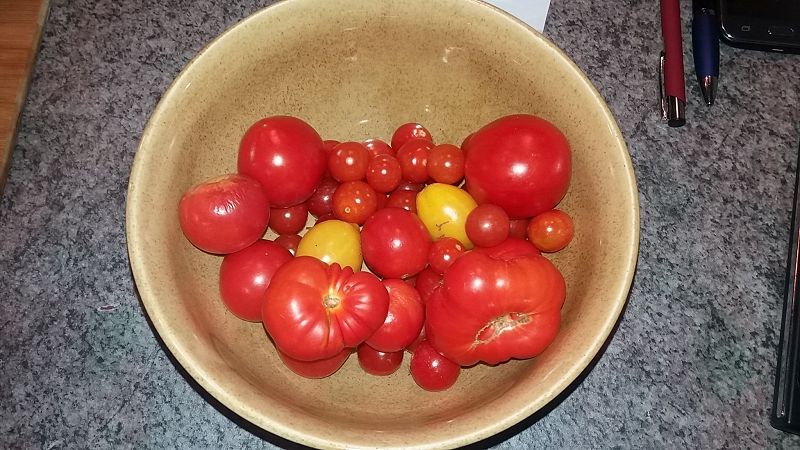 k-1lkg_tomaten.jpg