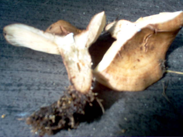 Pilze 021.jpg