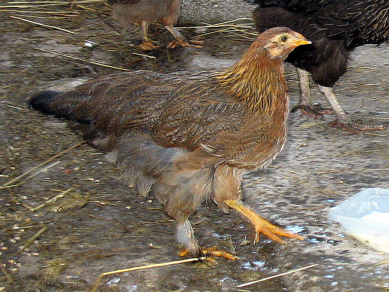 IMG_4733.jpg