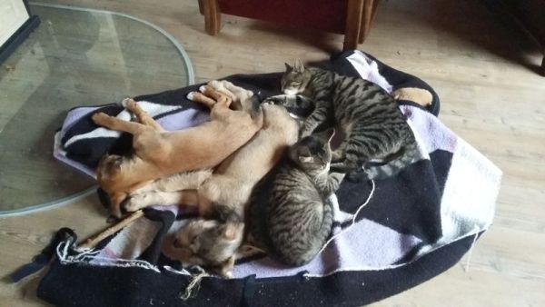 Gruppenkuscheln ist toll!