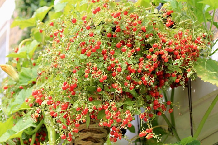 Cherry Cascade scal.jpg