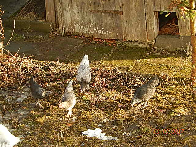 Die 4 Junghühner vor dem alten Hühnerstall (den wollen wir eigentlich seit ein paar Jahren grundsanieren. Da es schneller ging einen neuen hinzustellen der dann größer und auch noch gedämmt ist und große Fenster hat steht der alte immer noch windschief da).