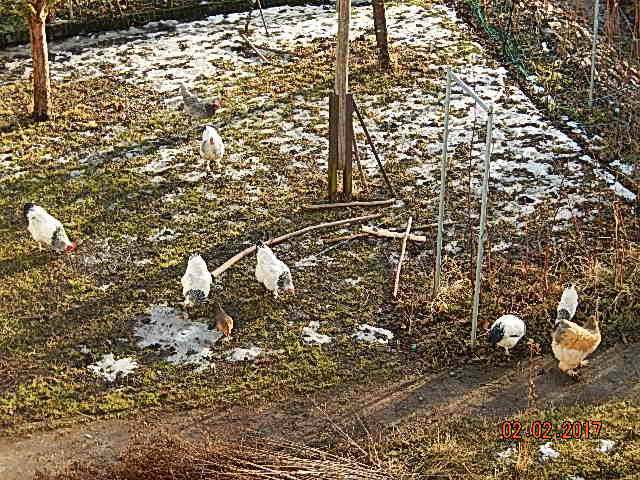 Die ältere, inzwischen 2 Hähne kleinere Truppe.