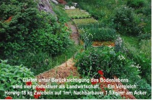 Pommeresche Zwiebelanbau.jpg