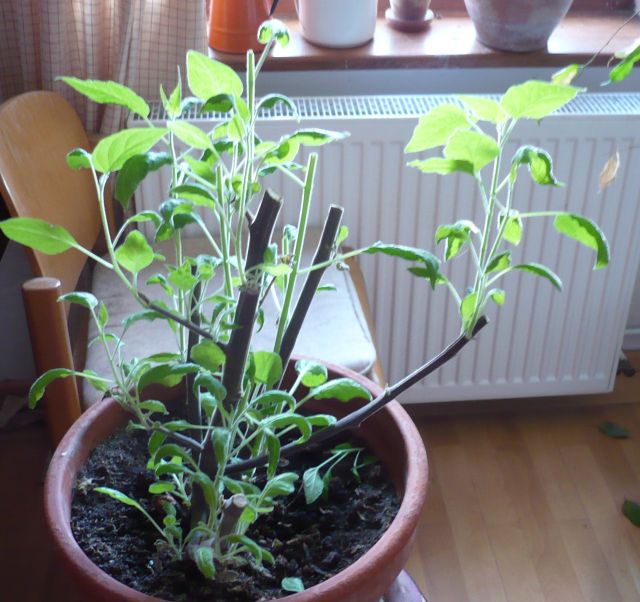 Physalis überwintert.jpg