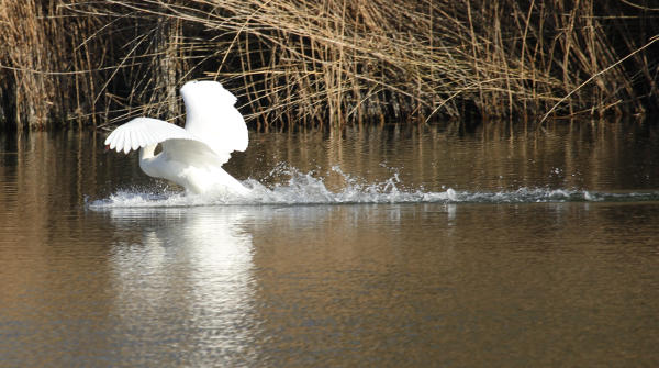 Hoeckerschwan_landet.jpg