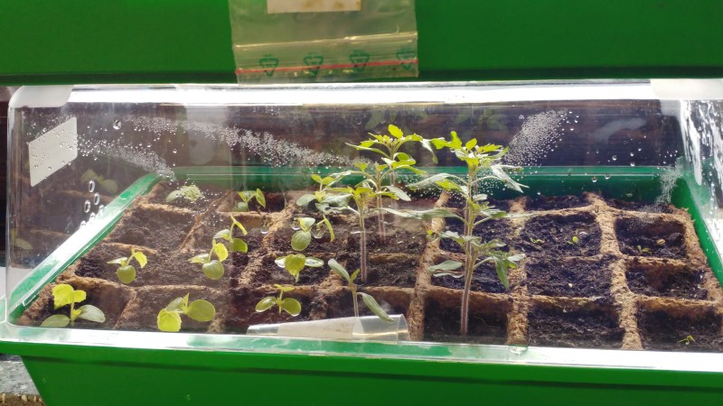 4_2017 vorgezogen3.jpg