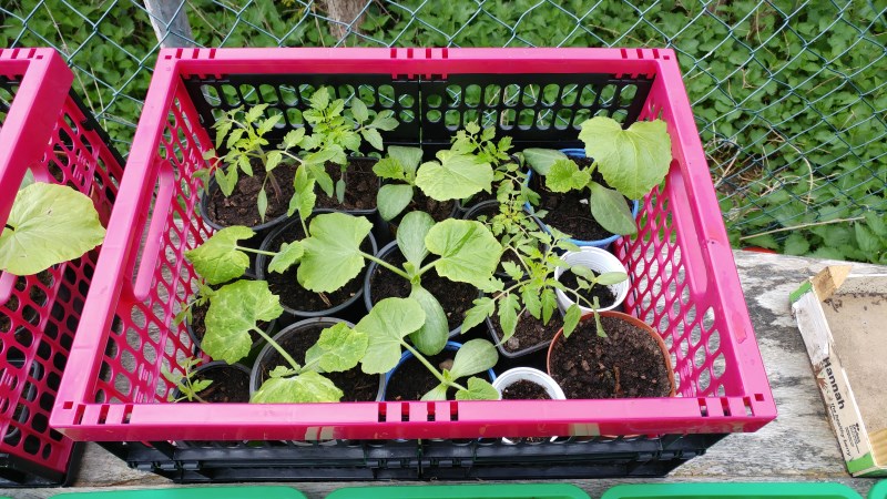 Alles Gurke oder was?