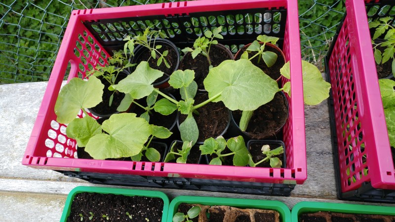 Sollen auch Kürbisse und Melonen werden