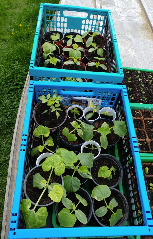 Und Tomaten, Chili, Peperoni, Paprika ??