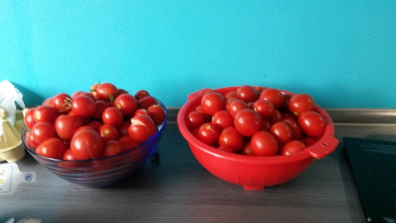 Kleiner Teil der Tomatenernte