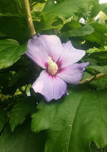 hibiskus.jpg