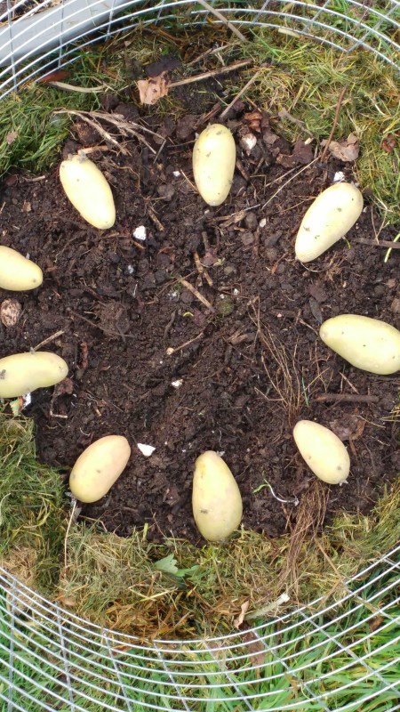 Am Rand Rasenschnitt, dann Kartoffeln und dann schön bedecken