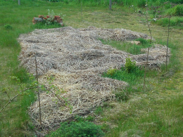 neues beet dick mit Stroh über den Winter gebracht