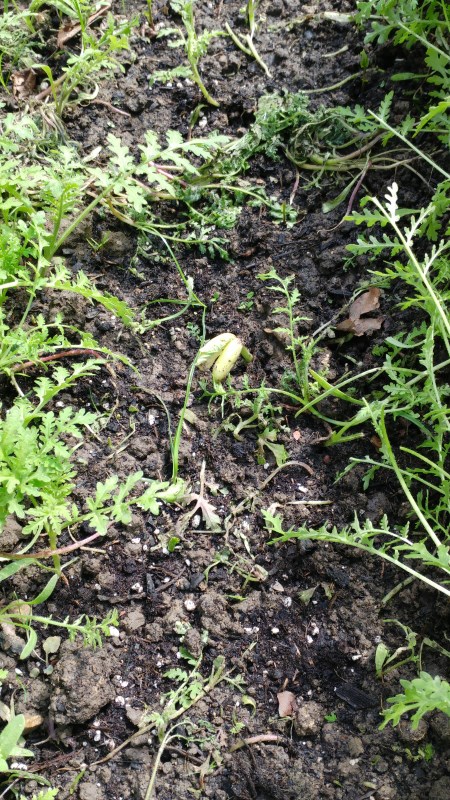 Eisbohne zwischen den Erbsen