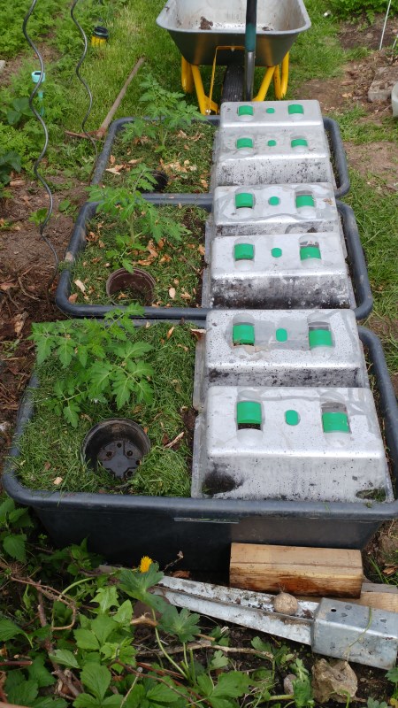 Mix aus Radieschen, Möhren und einer Tomate.